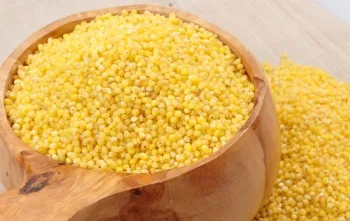 Предимства на просо каша, възможните вреди от използването на зърнени култури