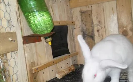 В поилка за зайци от пластмасова бутилка с ръце