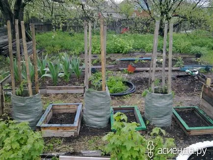 Tomate în saci și cutii ruabiha 10 blogul utilizatorului