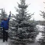 Plantarea de copaci mari comandate de la Moscova și regiunea - studioul de design peisagistic lenotr-parc