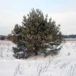 Засаждане на големи дървета подредени в Москва и региона - в студиото на ландшафтния дизайн lenotr-парк