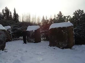 Ültetés nagy fák rendezett moszkvai és a régió - a stúdióban kerttervezés lenotr-park