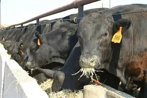 Условия за съдържанието на крави и бикове в домакинството