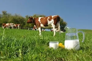 Условия за съдържанието на крави и бикове в домакинството