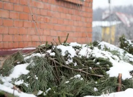 Засаждане на глициния расте, засяване технология, снимка, изберете