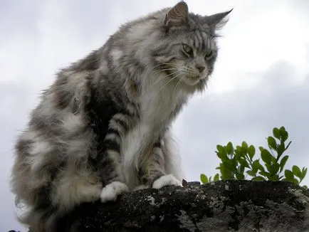 Cat порода Мейн Куун снимка