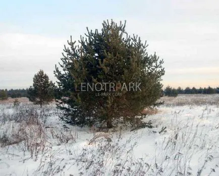 Ültetés nagy fák rendezett moszkvai és a régió - a stúdióban kerttervezés lenotr-park