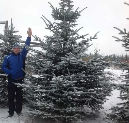 Засаждане на големи дървета подредени в Москва и региона - в студиото на ландшафтния дизайн lenotr-парк