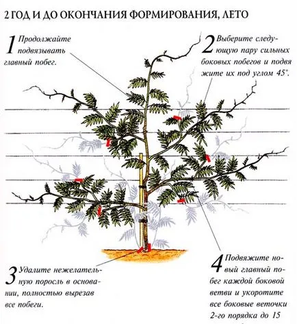 Ültetés wisteria növekszik, vetés technológia, fotó, válasszuk