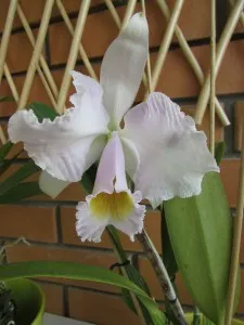 Красива Orchid за красива дама - orchiddream