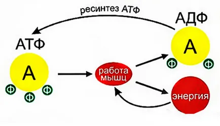 Причини катаболизъм след тренировка, олимпийски повдигане