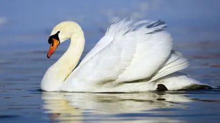 Bird лебед името на мечето, интересни факти за животните, тя изглежда като гнездо, в който живее