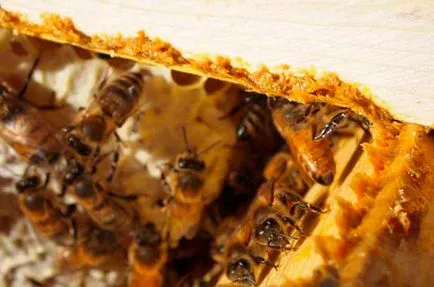 prelucrare Propolis si vindecarea ranilor