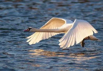 Bird hattyú a neve a kölyök, érdekes tények állatok, úgy néz ki, mint egy fészek, ahol él