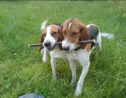 A folyamat a képzés beagle