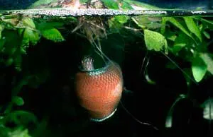 Развъждане джудже gourami, аквариум свят