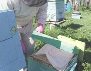 Разширяването на гнездото на пчелите през пролетта