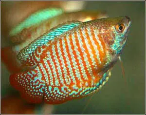 Развъждане джудже gourami, аквариум свят