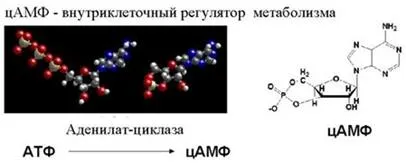 A transzkripció szabályozása megszüntetés például a triptofán operon