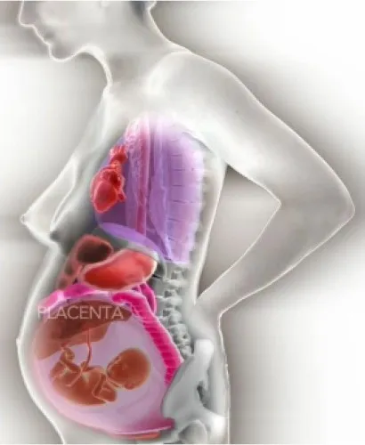 Местоположение на вътрешните органи по време на бременността - Бременност