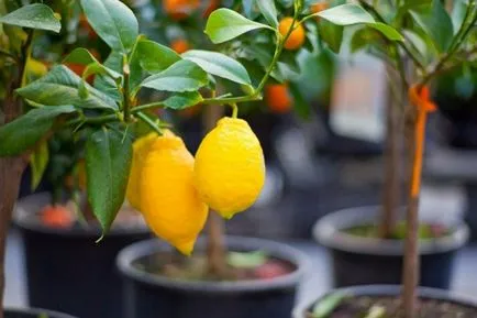 Szaporítás dugványozással citrom -
