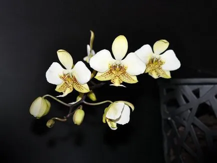 A szaporodási phalaenopsis orchidea, hogy meg kell tudni