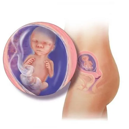 Elhelyezkedés A belső szervek terhesség alatt - Terhesség