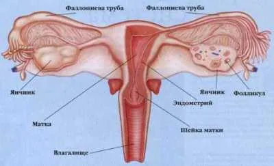 Ovarian tratament rezectie, chirurgie, indicatii