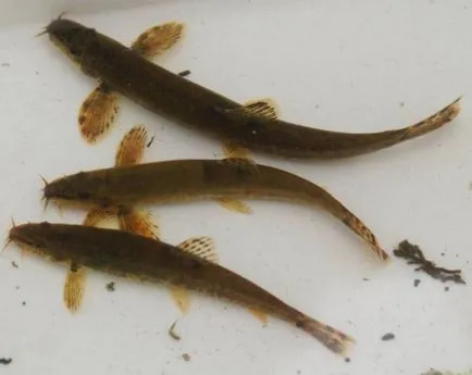 Familia de pește de loaches (foto)