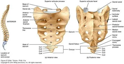 organe umane vestigiale (9 poze)