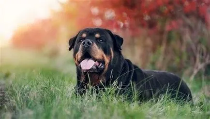 Rottweiler fajta leírás és fotó, jellemzőit és etetés Rottweiler