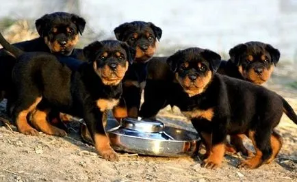 Rottweiler fajta leírás és fotó, jellemzőit és etetés Rottweiler