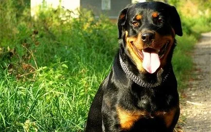 Rottweiler fajta leírás és fotó, jellemzőit és etetés Rottweiler