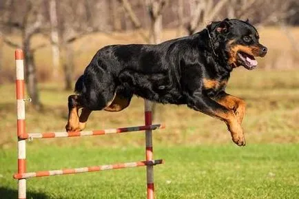 Rottweiler descriere rasă și fotografie, caracteristicile și hrănire Rottweiler