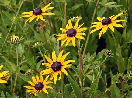 Rudbeckia - termesztés és gondozás