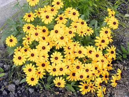 Rudbeckia - termesztés és gondozás