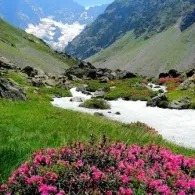 Rhododendron plantare de grădină și de îngrijire, fotografie, o grădină de plante