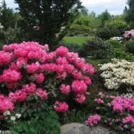 Rhododendron plantare de grădină și de îngrijire, fotografie, o grădină de plante