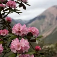 Rhododendron plantare de grădină și de îngrijire, fotografie, o grădină de plante