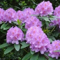 Rhododendron градина засаждане и грижи, снимка, растителна градина