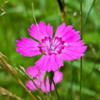 Rhododendron kert ültetés és gondozás, fotó, növény kert