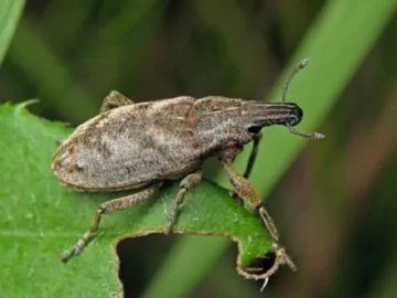 A legérdekesebb és gyakori faj weevils délre, lap, szár, és ötpontos