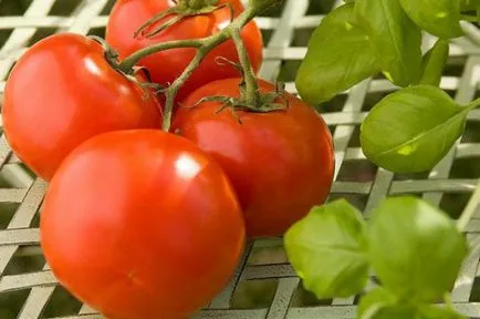 Повечето продуктивни сортове домати за различните региони в България