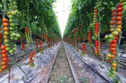 Cele mai multe soiuri de tomate cu productivitate pentru diferite regiuni din România