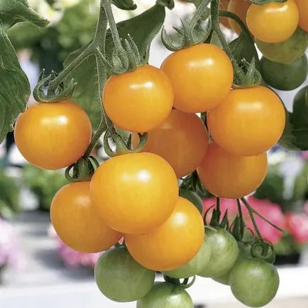 Повечето продуктивни сортове домати за различните региони в България