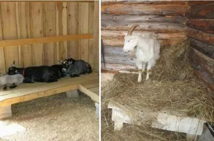 Barn kecskéknek saját kezével hogyan igényeket, fotók