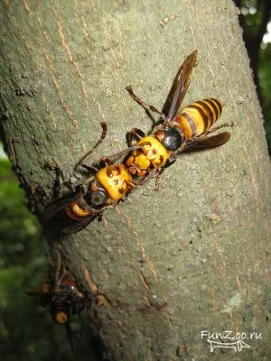 Hornets, poze haioase, clipuri video și fotografii de animale