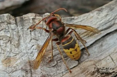 Hornets, poze haioase, clipuri video și fotografii de animale