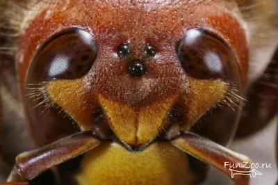 Hornets, poze haioase, clipuri video și fotografii de animale