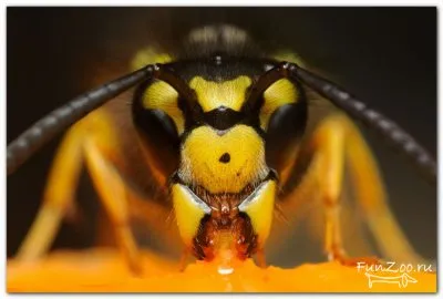 Hornets, poze haioase, clipuri video și fotografii de animale